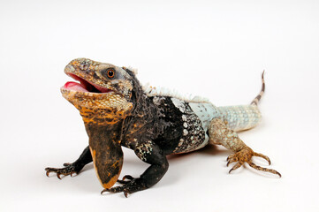 black-chested spiny-tailed iguana - Schwarzbrust-Schwarzleguan (Ctenosaura melanosterna)