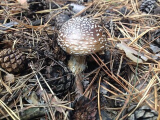 Beautiful mushroom Amanita panther in a dry coniferous forest. Poisonous mushroom