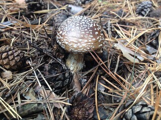 Beautiful mushroom Amanita panther in a dry coniferous forest. Poisonous mushroom