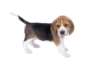 Portrait of a beagle dog pup standing isolated against a white background