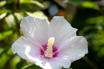 ムクゲの花　千葉県佐倉市　日本