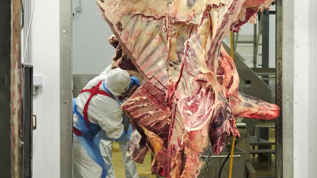 Workers butchering animal carcasses at meat processing plant