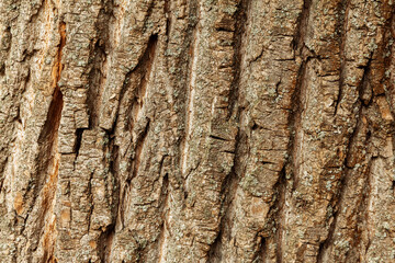 Texture  tree bark