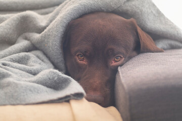 Pet Dog Labrador Retriver Chocolate