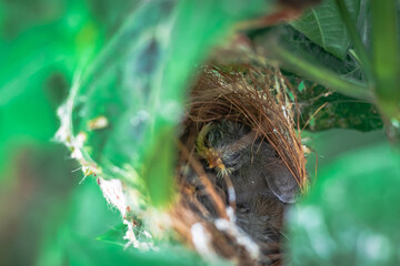 Cute Young Carefree Ashy Wren Warbler (Prinia Socialis) fledglings chilling in the nest.