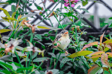 Young Ashy Wren Warbler (Prinia Socialis) fledgling on a tree.