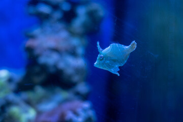 coral reef in aquarium