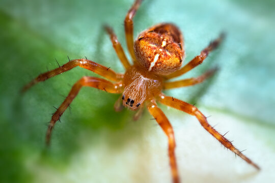 Macro shot of small yellow spider on a green leaf