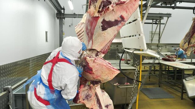 Slaughterhouse worker cuts with knife hanging carcasses