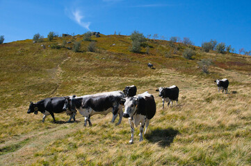 Vogesenkühe auf dem Petit Hohneck in den Vogesen