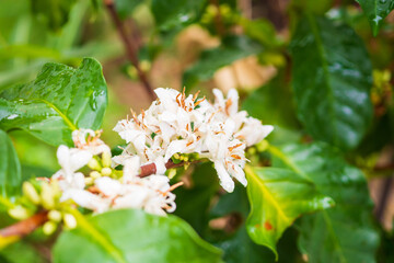 White coffee flowers in green leaves tree plantation close up