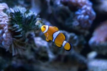 clown fish on coral reef