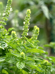 バジルの花