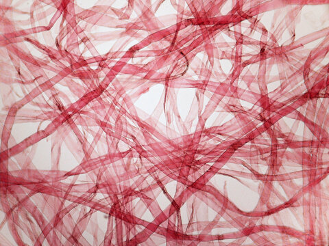 Microphotography of paper fibers.
