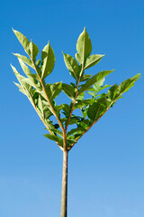 Devil's tongue. Amorphophallus konjac