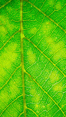 atmospheric close-up photo of green leaves. сlose up of leaf texture