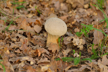 Flaschen-Stäubling im Wald	