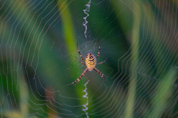 
the spider is placed in the middle of the web