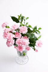 carnation in a vase