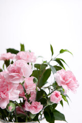 carnation in a vase