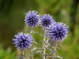 Fototapeta premium Flores violetas del bosque 