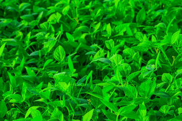 Fototapeta na wymiar soybean leaves in the field