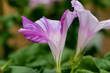 変化朝顔　千葉県佐倉市　日本