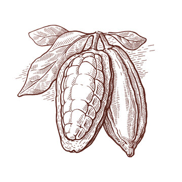 Theobroma cacao, Cocoa bean / engraving