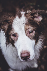 Australian shepherd dog portrait