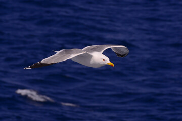 Flying seagulls over blue water background. 