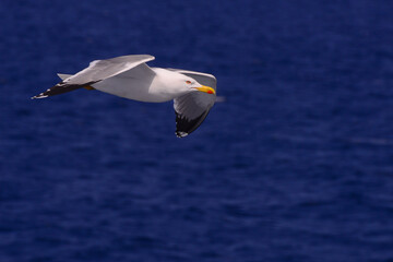 Flying seagulls over blue water background. 
