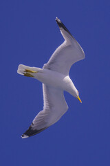 Flying seagulls over blue water background. 