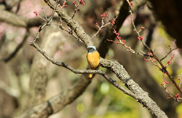 梅にジョウビタキ