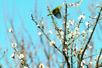 梅にメジロ