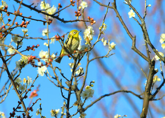 梅にメジロ