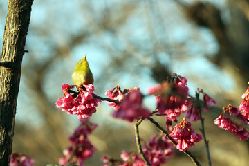寒桜にメジロ