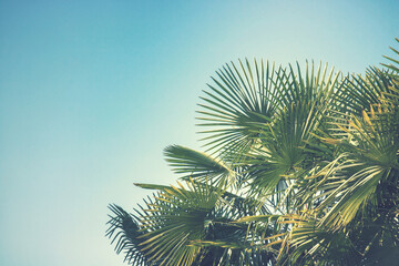 background picture of palm trees on sky, tree with green leaves (vintage effect)

