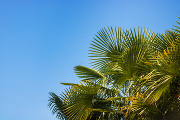 Fototapeta premium palm trees on sky with copy space, background picture of tree with green leaves 