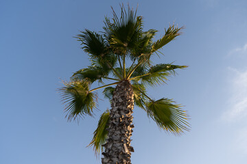 Palmera desde la playa con el cielo azul