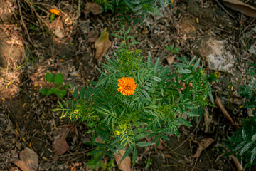 First flowering yields of yellow marigold plant in Indian horticulture