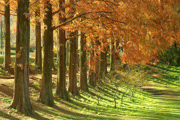 秋のメタセコイア