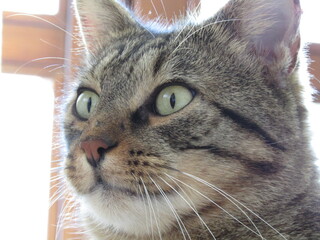 cat attention2