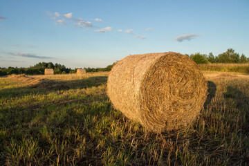 Hay. Round bale on the right side of the frame. Harvesting.