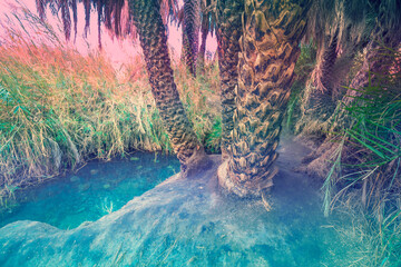 Tropical palm trees. Oasis in desert