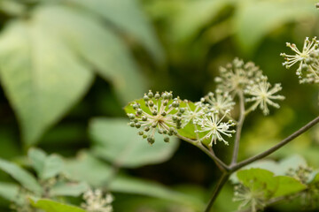 ウドの花と実　千葉県佐倉市　日本