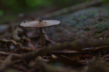 Umbrella like mushroom on ground with blur background