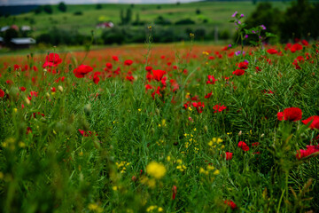 Poppies field