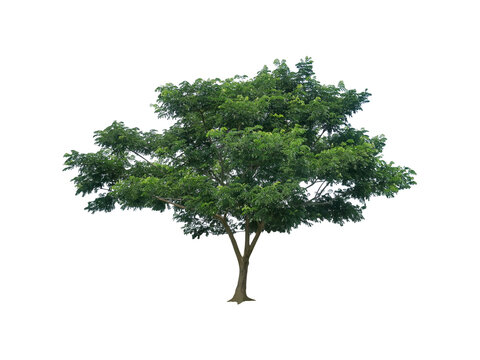 isolated monkey pod tree with clipping path on white background or die-cut green leaf rain tree for garden decoration and environment conservation