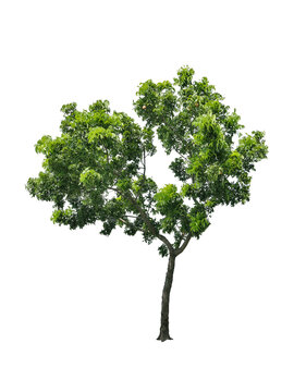 isolated tree heart shape with clipping path on white background or die-cut of green big leaf mahogany tree with fruit for garden decoration and environment conservation
