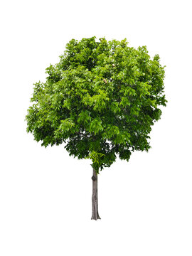 isolated tree round shape with clipping path on white background or die-cut of green big leaf mahogany tree with fruit for garden decoration and environment conservation